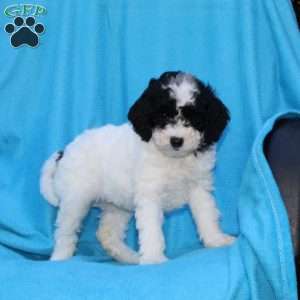 Stella, Cockapoo Puppy